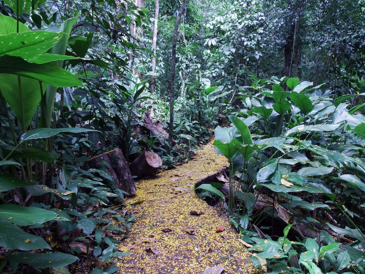 Selva Color - Forest & Beach Ecolodge Quebrada Ganado Eksteriør billede